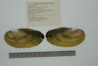 Pyganodon lacustris image