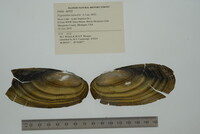 Pyganodon lacustris image