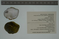 Quadrula quadrula image