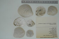 Cyprogenia stegaria image