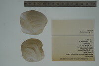 Epioblasma flexuosa image