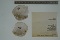 Epioblasma flexuosa image