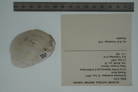 Epioblasma propinqua image