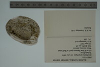 Epioblasma propinqua image