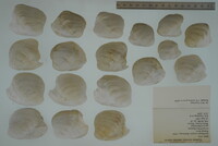 Epioblasma torulosa image