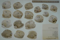 Epioblasma torulosa image