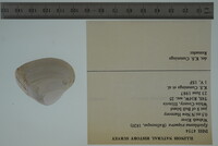 Epioblasma triquetra image