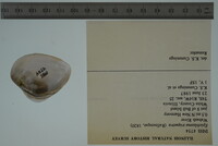 Epioblasma triquetra image