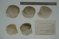 Epioblasma flexuosa image