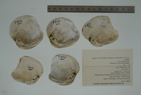 Epioblasma flexuosa image