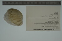 Epioblasma propinqua image