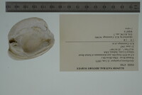 Epioblasma propinqua image