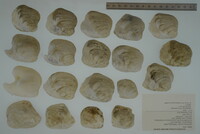 Epioblasma torulosa image