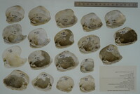 Epioblasma torulosa image