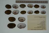 Toxolasma lividum image