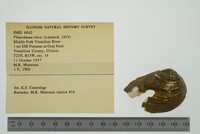 Pleurobema clava image