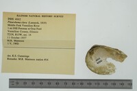 Pleurobema clava image