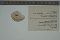 Epioblasma flexuosa image