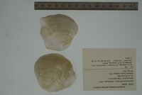 Epioblasma flexuosa image