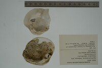 Epioblasma flexuosa image