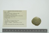 Obovaria subrotunda image