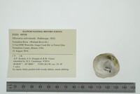 Obovaria subrotunda image