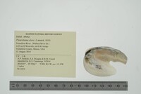 Pleurobema clava image