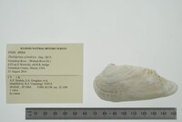 Theliderma cylindrica image