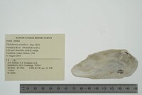 Theliderma cylindrica image