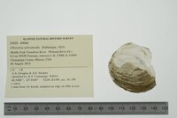 Obovaria subrotunda image