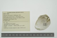 Obovaria subrotunda image