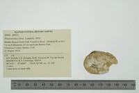 Pleurobema clava image