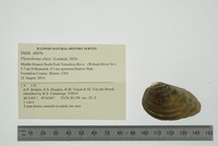 Pleurobema clava image