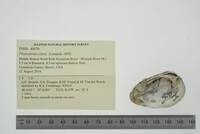 Pleurobema clava image