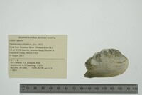 Theliderma cylindrica image