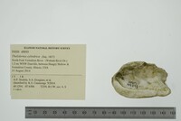 Theliderma cylindrica image