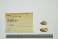 Simpsonaias ambigua image