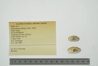 Simpsonaias ambigua image