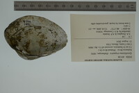 Epioblasma triquetra image