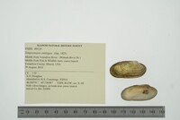 Simpsonaias ambigua image