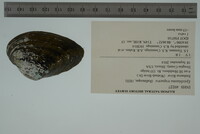 Epioblasma triquetra image