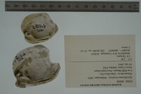 Epioblasma torulosa image