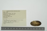 Simpsonaias ambigua image