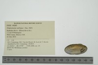 Simpsonaias ambigua image