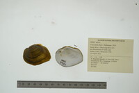 Fusconaia flava image