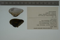 Epioblasma triquetra image