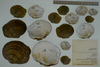 Quadrula quadrula image