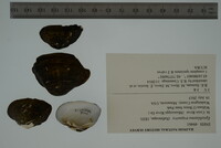 Epioblasma triquetra image