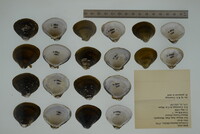 Corbicula fluminea image