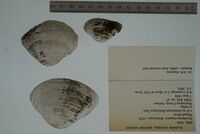 Epioblasma triquetra image